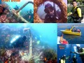 75_Dive_-26